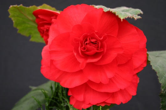 B. ‘Eureka’